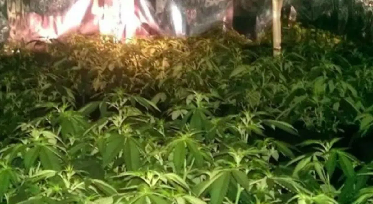 В Барселоне ликвидирована банда наркоторговцев-плантаторов