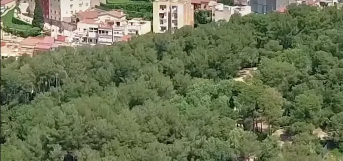 В Барселоне ищут супердерево, чтобы засадить им весь город