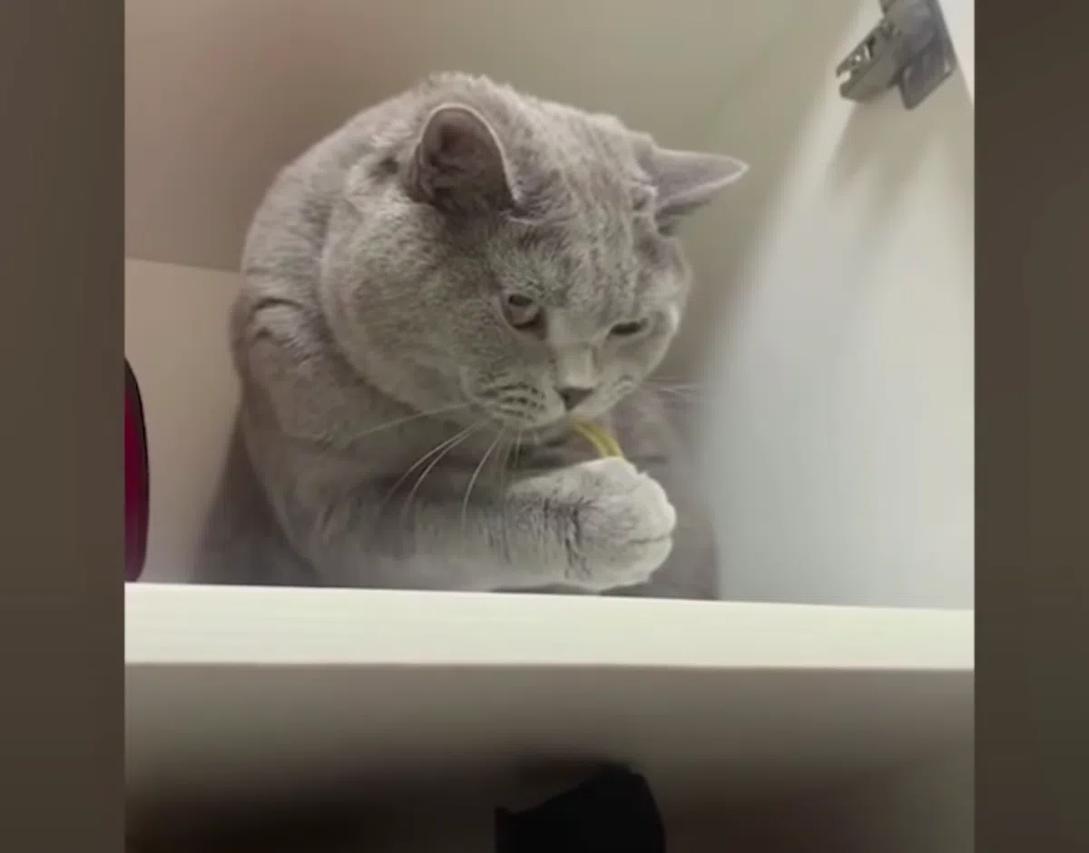 Пять вещей, которые просто ненавидят домашние кошки