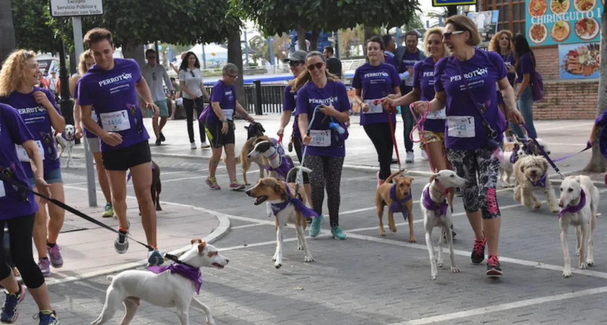 В Марбелье впервые прошел забег с собаками Perrotón