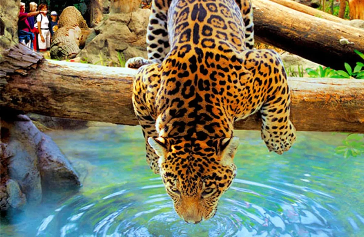 Зоопарк Loro Parque на Тенерифе признан лучшим в мире
