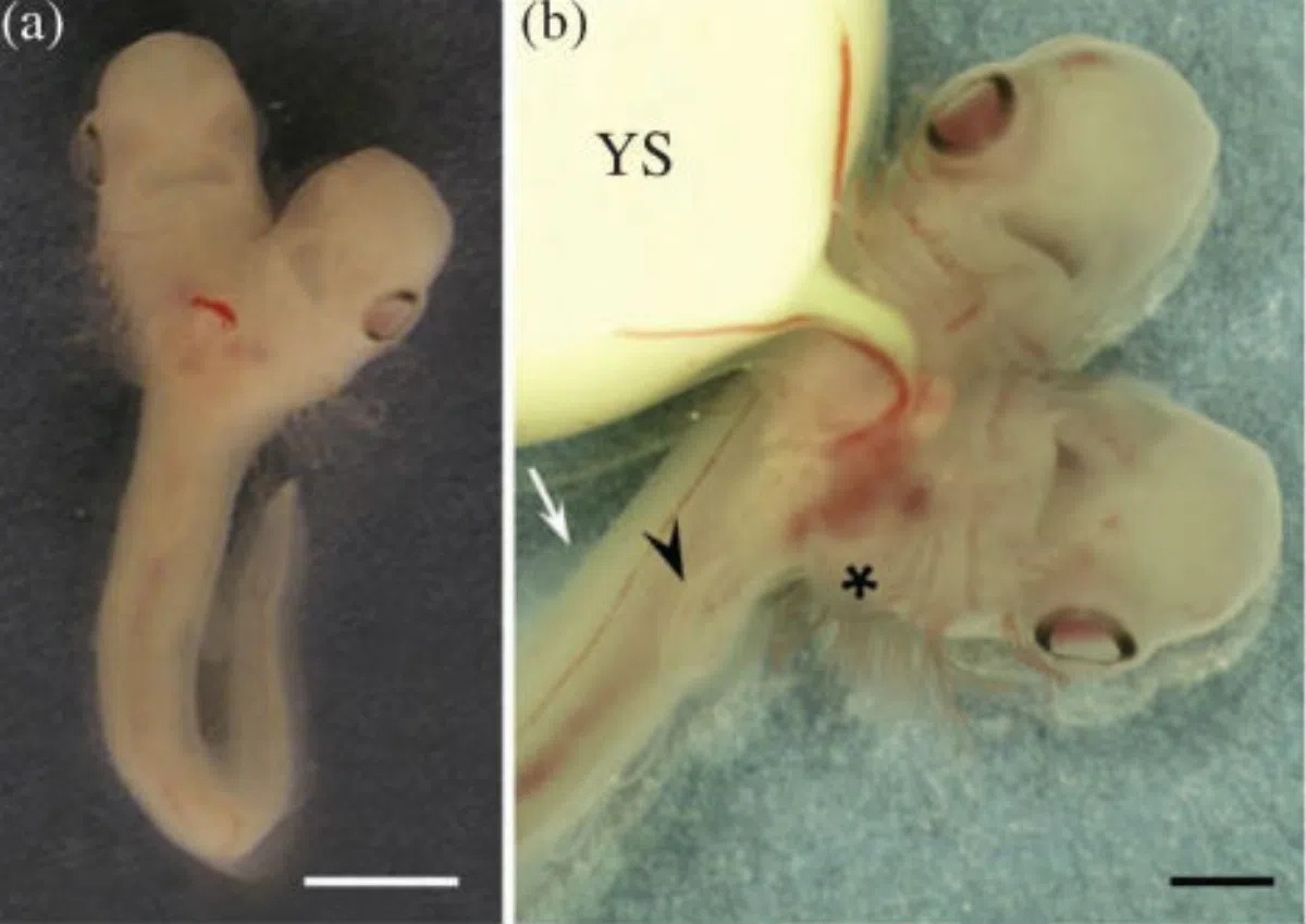 Ученые из Малаги обнаружили двуглавый эмбрион акулы