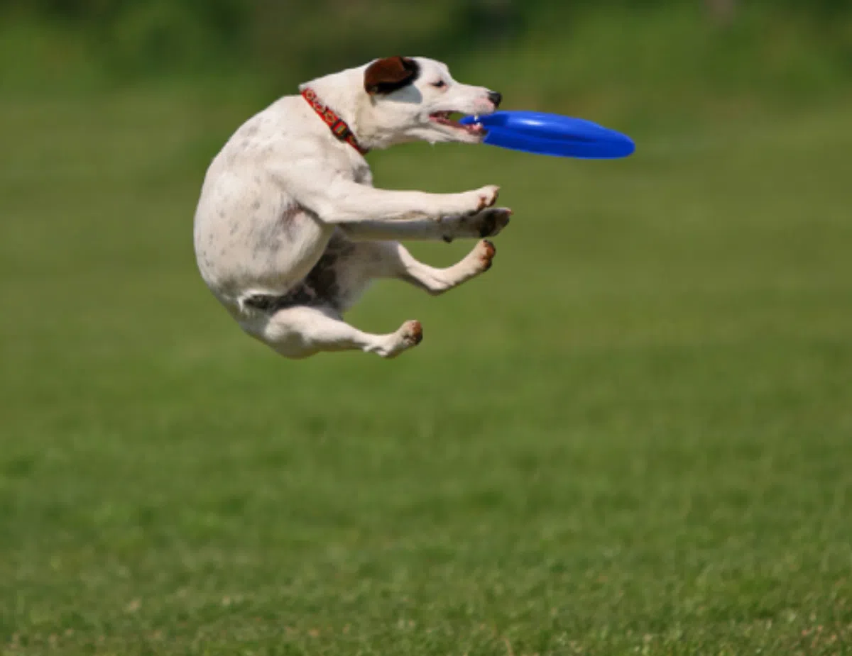 Собаки покажут невероятные трюки на чемпионате Dogfrisbee в Таррагоне
