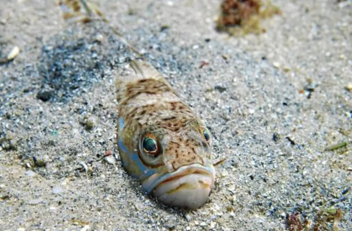 35 человек на Менорке покусал морской дракон